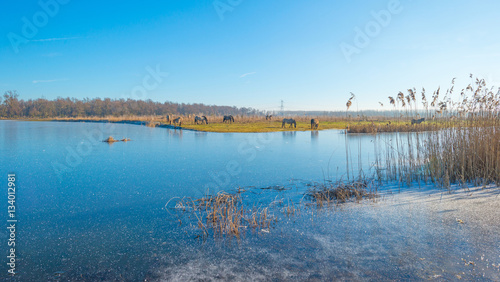 Horses along the shore of a frozen lake 