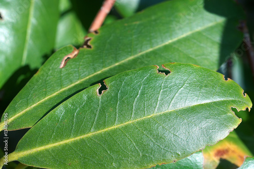  Rhododendron leaves eaten by weevil Otiorhynchus