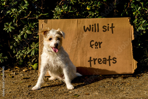 Homeless Jack Russell terrier dog with cardboard sign that says will sit for treats.