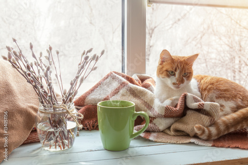Cup of coffee, books, branch of willow tree, wool blanket and red-white cat on windowsill. In the background snow tree pattern on window. Cozy home concept.