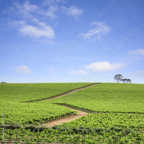 Vineyard South Australia