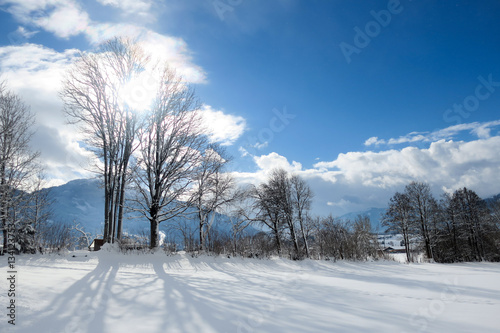 Winterlandschaft mit Bäumen, Wiese und blauem Himmel