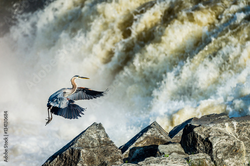 Great Blue Heron Landing at Great Falls