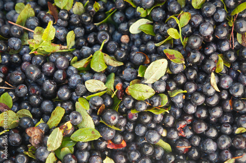 Many raw blueberries with green leaves