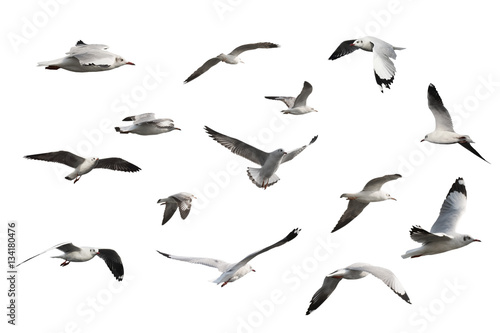 set of seagulls isolated on white background.