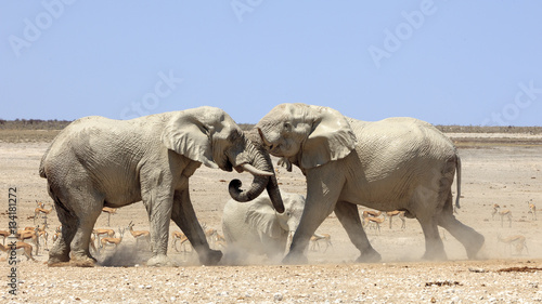 Elephants fighting in Etosha park Namibia