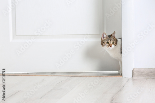 Cute funny cat walking through door at home