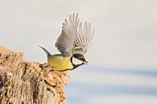 Parus major, Blue tit . Winter landscape, titmouse departing from branches Snow in the background. Europe, country Slovakia.