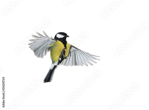 bird flying on a white background is widely spread its wings and feathers