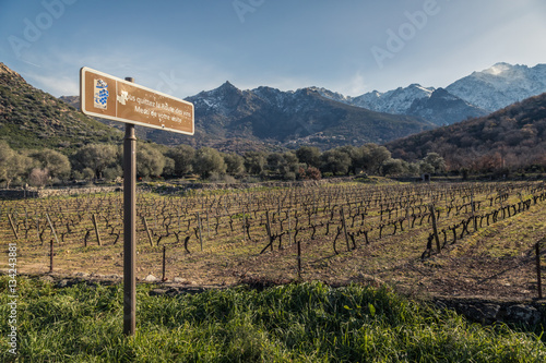 Route des vins road sign by Vineyard in Corsica