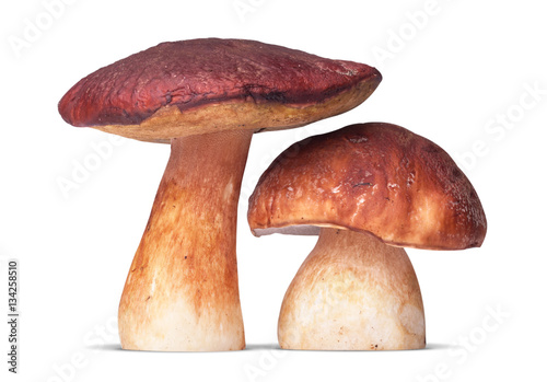 two white mushroom isolated