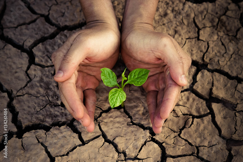 Love and protect nature. Hands holding a tree growing on cracked ground. Save the world. Environmental problems. Growing tree.