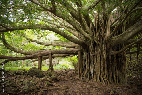 Massive Banyon Tree in Maui