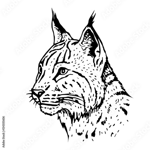 Hand drawn lynx head. Vector illustration.