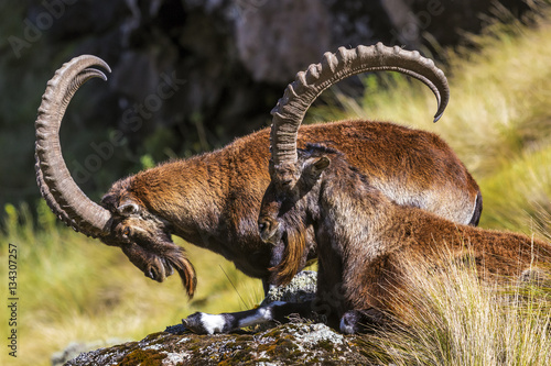 Walia Ibex (Capra walie; also known as Abyssinian ibex), males. Ethiopia, Simien Mountains National Park