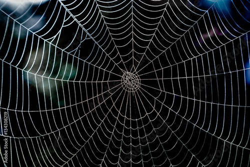 Shiny spider web with morning dew and dark background.