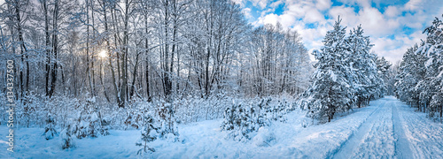 Panorama of winter park with frozen trees and snow.