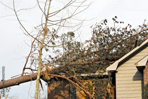 tornado damaged house with a pine tree on the roof