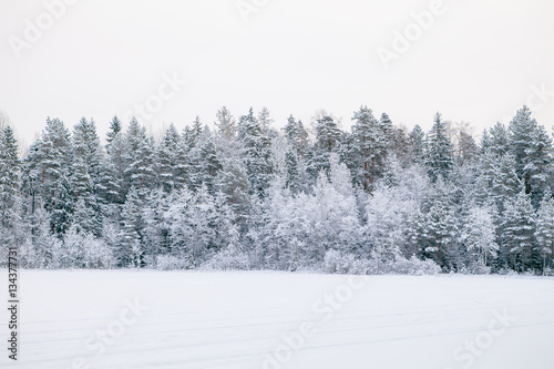 Frosted pine trees along field