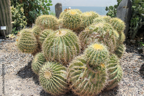 kaktusy kibuc Negew