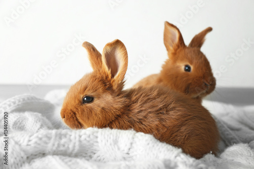 Two cute fluffy bunnies on white blanket