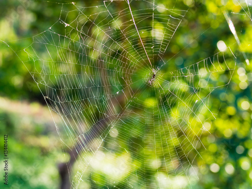 Spider web in green nature background