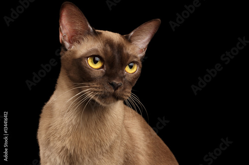 Closeup Portrait of gorgeous burmese cat with yellow eyes on isolated black background