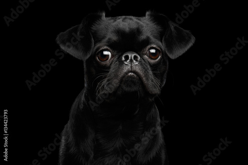 Close-up portrait of Amazing petit brabanson dog sadly looks on isolated black background, front view