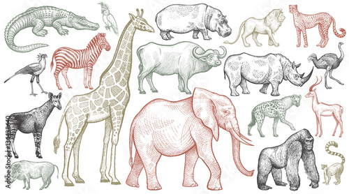 Engraving of African animals.