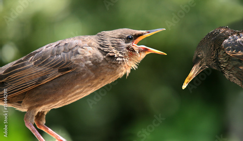 Feed me. Young Starling asking mother bird for food.