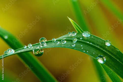 Grops of dew on grass