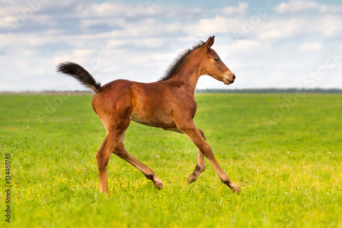 Bay colt run gallop in spring meadow