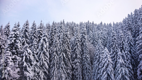 Snowed pine trees