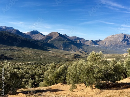 Olivar en Jaén. aceite de oliva