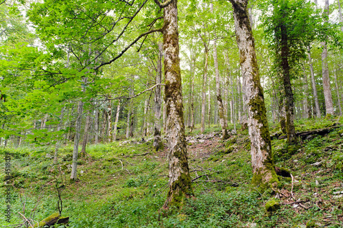 An example of Broad-leaved ravine forest (Communities of sycamore maple, European ash, large-leaved lime, small-leaved lime and Norway maple).