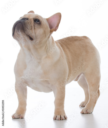 male french bulldog