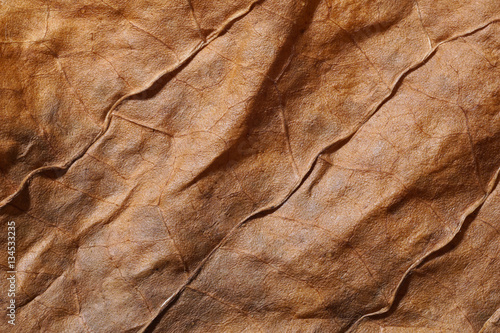 Dried tobacco leave with visible structure