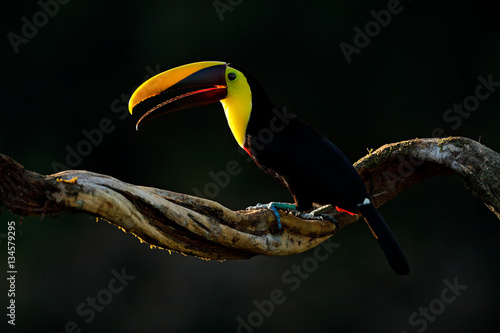 Chesnut-mandibled Toucan sitting on the branch in tropical rain with green jungle background. Wildlife scene from nature with beautiful bird with big bill. Toucan in the nature. Back sun light.