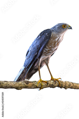 Besra or Little Sparrow Hawks