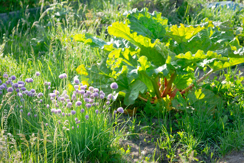 Purple blossoming chives and rhubarb on a sunny vegetable garden bed