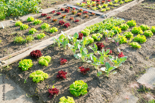 Fresh young green lettuce plants and kohlrabi on a sunny vegetable garden patch