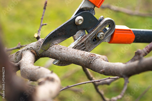 gardener pruning fruit trees with pruning shears 