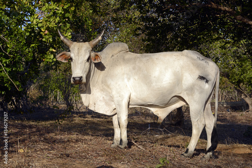 weißes Zebu, Buckelrind, Buckel-Rind (Bos primigenius indicus) (Bos indicus) - Madagaskar