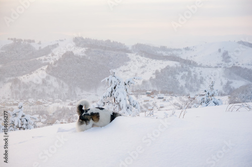 Hunting dog digging a hole in snow at winter field on top of mountain on the background of taiga forest and hills