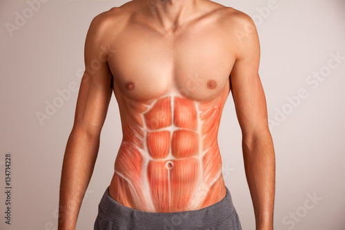 Human abdominal muscle.