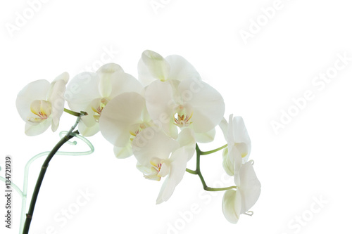 white orchid wedding on a white background 5