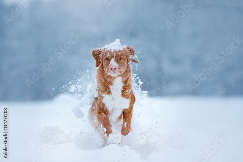 winter landscape, dog on snow