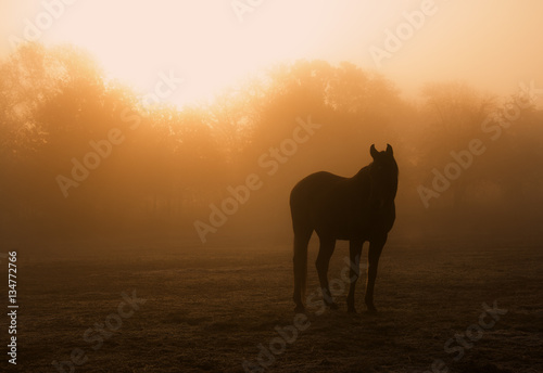 Horse silhouette in heavy fog at sunrise