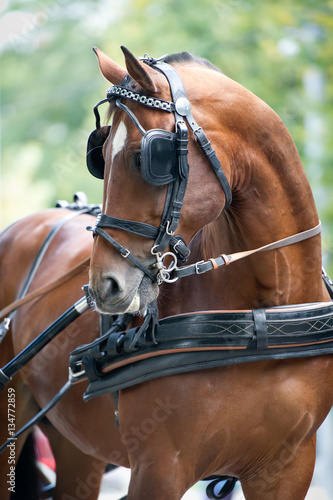 Portrait of bay carriage driving horse