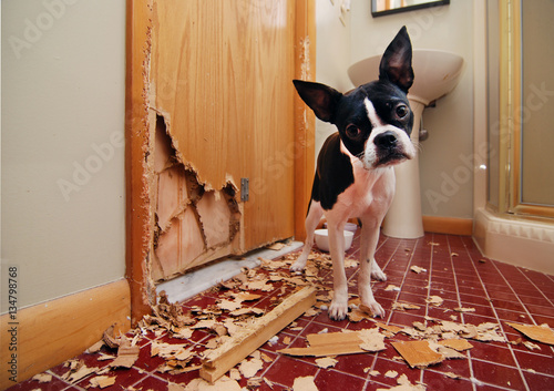 Naughty Boston Terrier has eaten the door